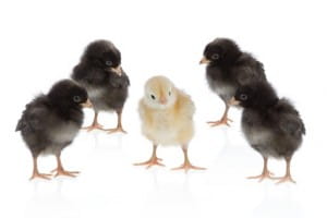 2707821 - one yellow chicken, four black chickens © Perrush - Fotolia.de